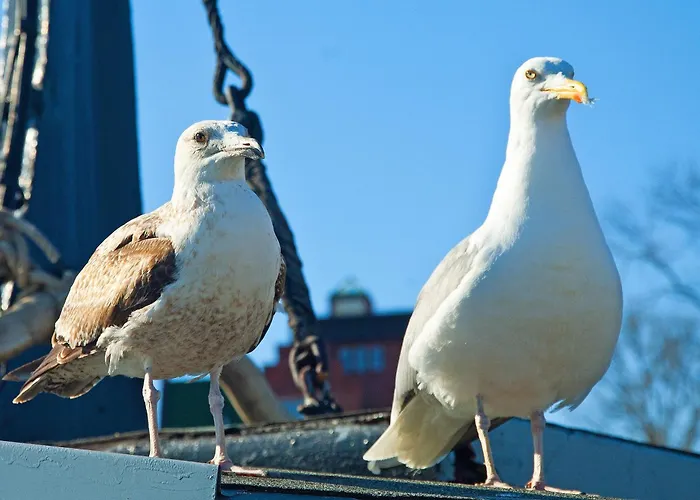 Faehrhaus App 8 Mit Seeblick Daire